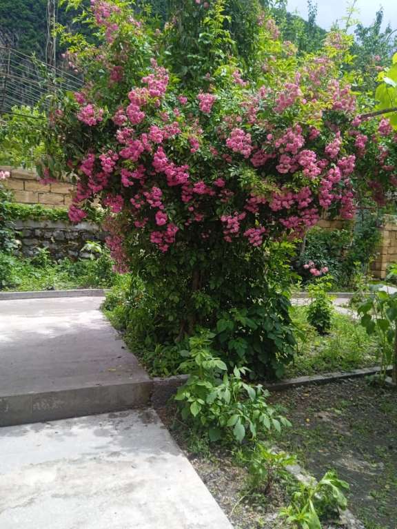 Qax Qax rayonu günlük kirayə Həyət evi / Villa 100 AZN-a 4 otaqlı Qax Qax rayonu günlük kirayə Həyət evi / Villa 100 AZN-a 4 otaqlı
