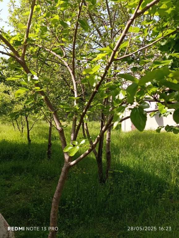 Quba 897H+CP Qechresh, Azərbaycan günlük kirayə Həyət evi / Villa 80 AZN-a 3 otaqlı Quba 897H+CP Qechresh, Azərbaycan günlük kirayə Həyət evi / Villa 80 AZN-a 3 otaqlı