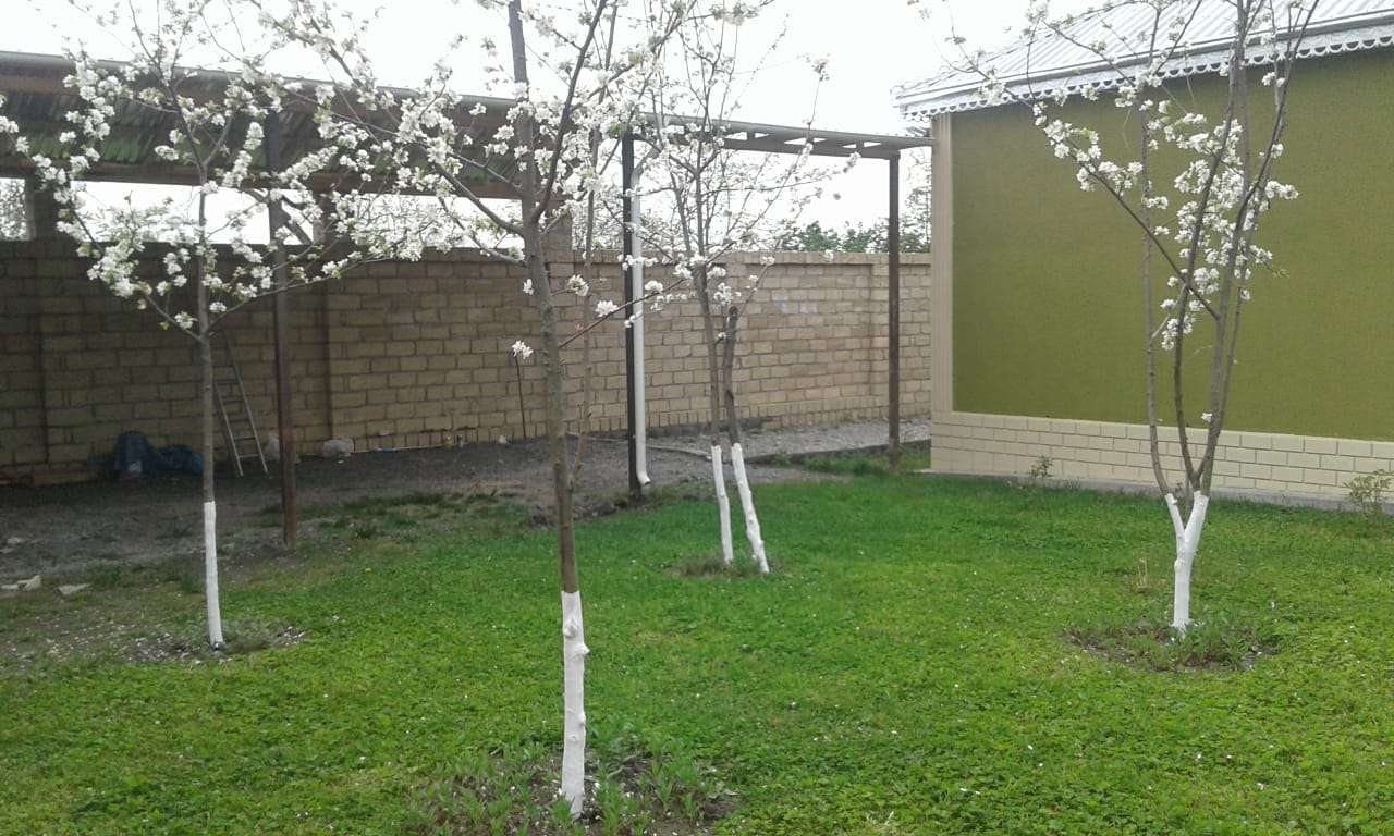 Qəbələ Qəbələ, Азербайджан günlük kirayə Həyət evi / Villa 70 AZN-a 3 otaqlı