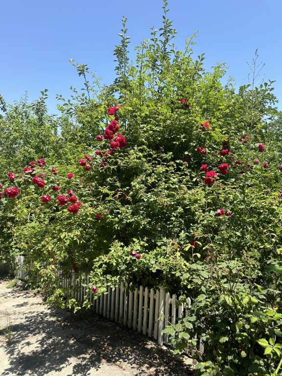 İsmayıllı İsmayıllı, Azerbaycan günlük kirayə Həyət evi / Villa 80 AZN-a 4 otaqlı