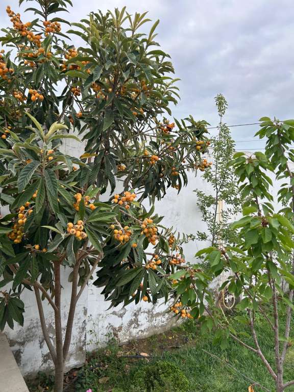 İsmayıllı İsmayıllı, Azerbaycan günlük kirayə Həyət evi / Villa 170 AZN-a 4 otaqlı