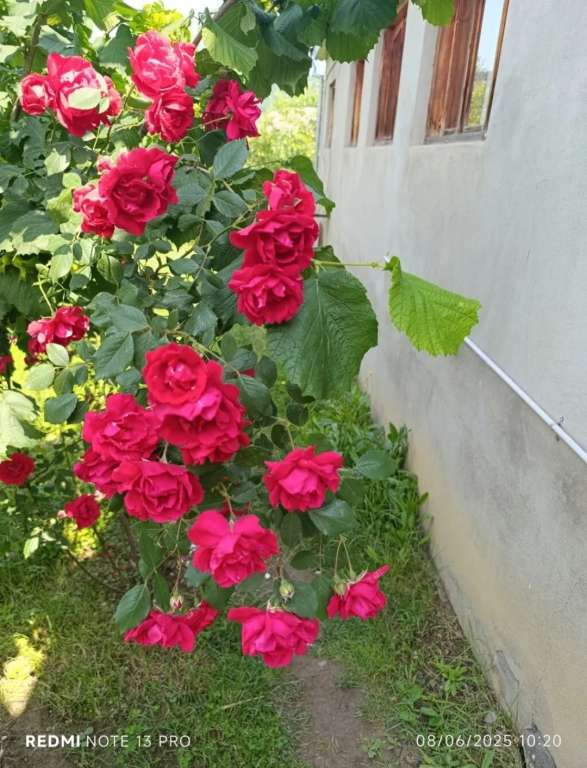 Quba 897H+CP Qechresh, Azərbaycan günlük kirayə Həyət evi / Villa 70 AZN-a 3 otaqlı