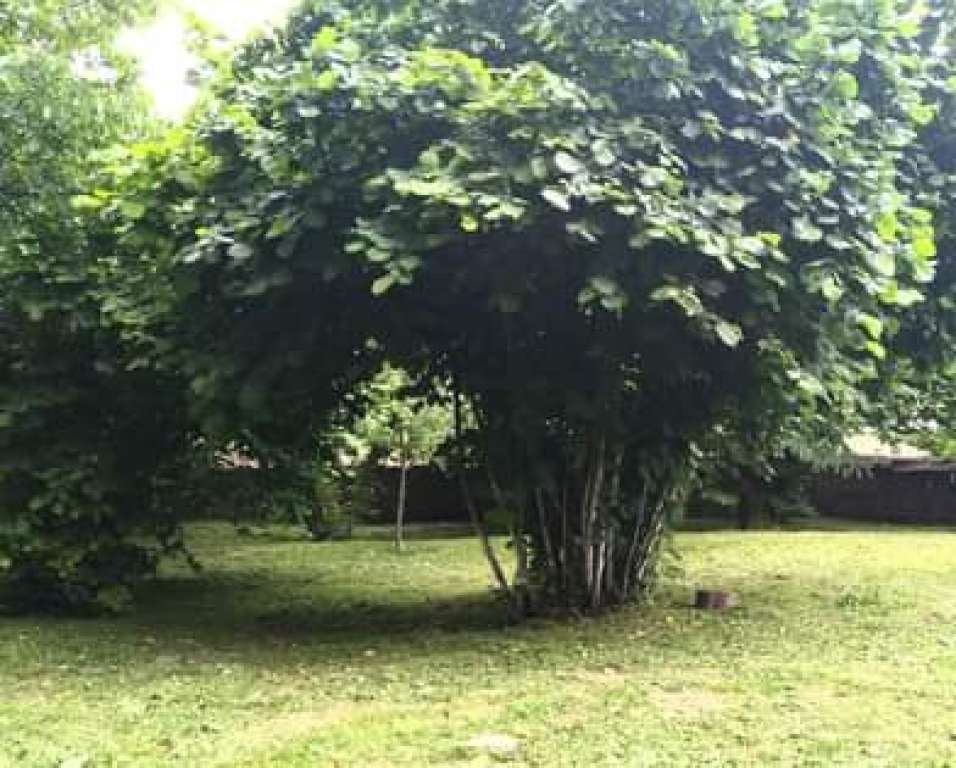 Qəbələ Vəndamçay Körpüsü, Qaramaryam-Ismayilli-Shaki Highway, Azərbaycan günlük kirayə Həyət evi / Villa 50 AZN-a 3 otaqlı