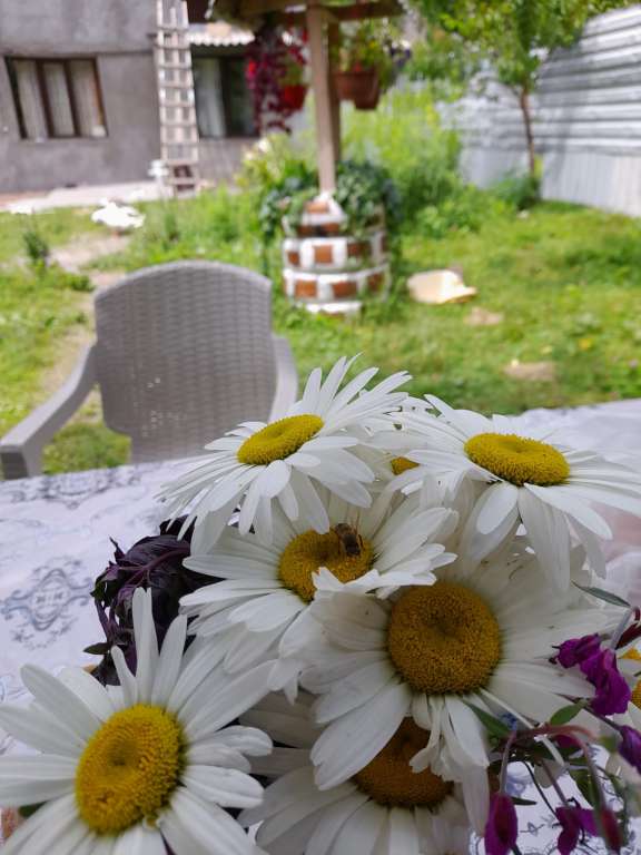 Qax Ağçay, Азербайджан günlük kirayə Həyət evi / Villa 80 AZN-a 2 otaqlı