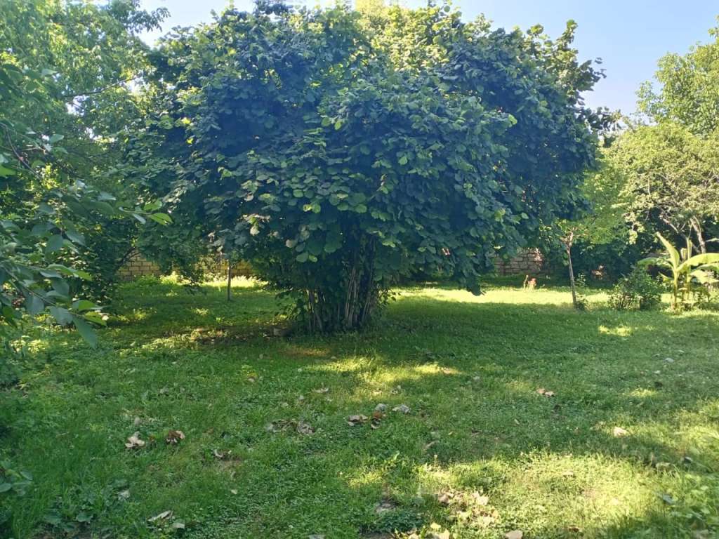 Qəbələ XW3P+R5Q, RD008, Vandam, Azerbaycan günlük kirayə Həyət evi / Villa 50 AZN-a 3 otaqlı